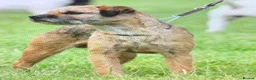 Border Terrier dogs for sale: Champion bred companion  - Advert 5