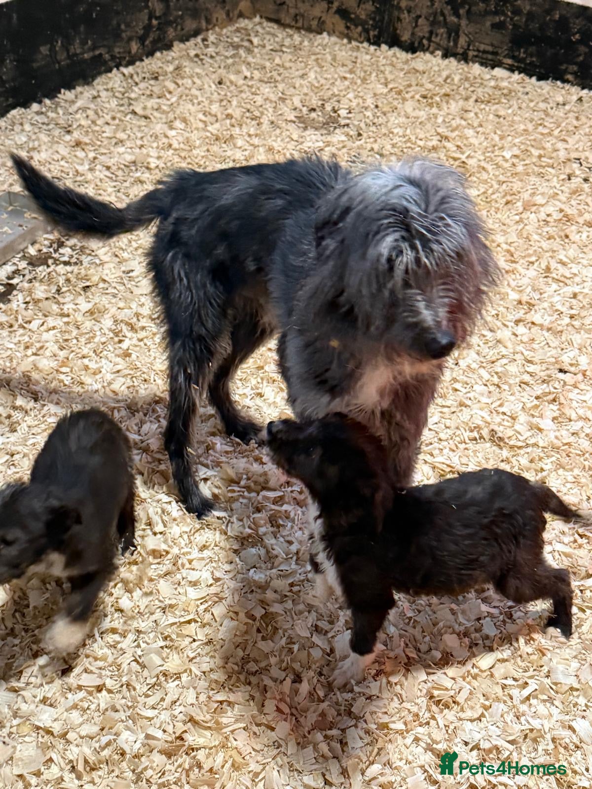 Mixed Breed dogs Bedlington whippet  - Advert 2