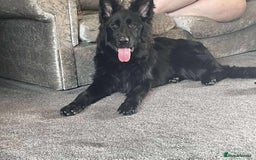 German Shepherd dogs for sale: Long hair black gsd pup - Image 3