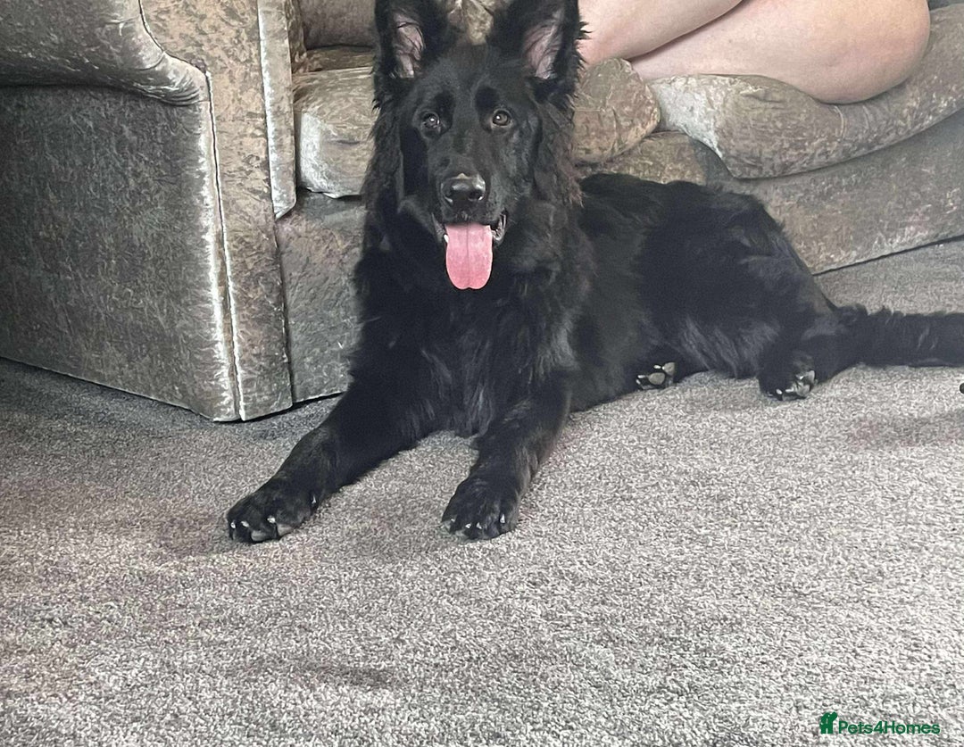 German Shepherd dogs for sale: Long hair black gsd pup - Image 3