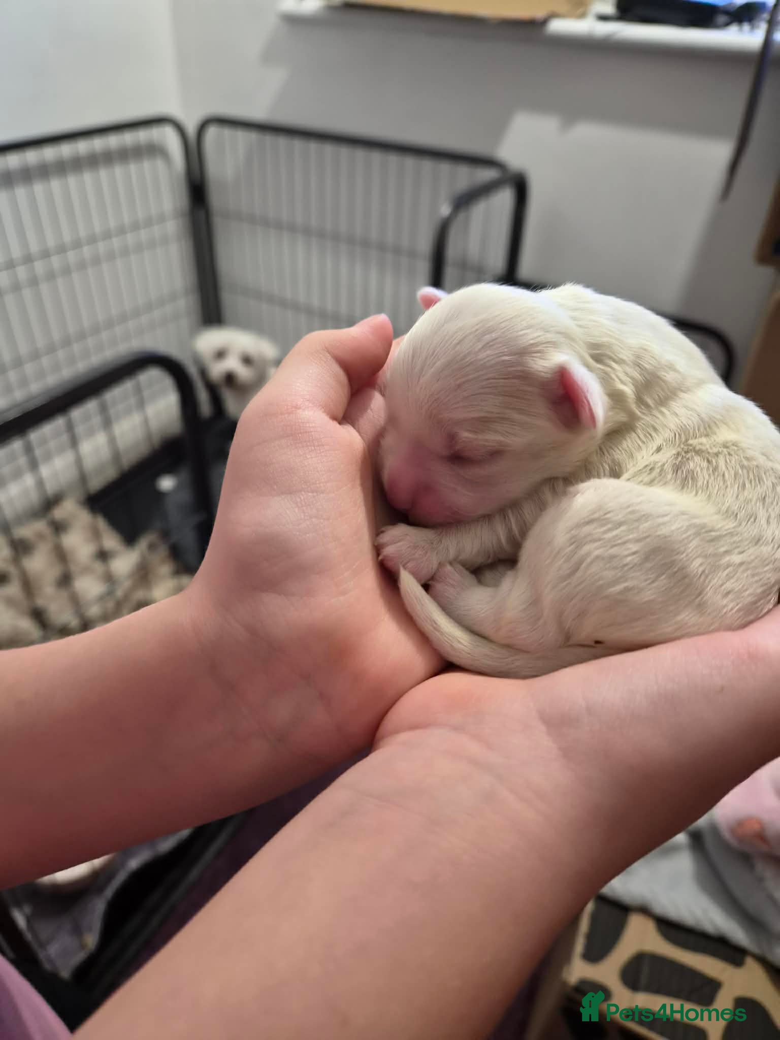 Maltese dogs Beautiful Maltese pupies - Advert 2