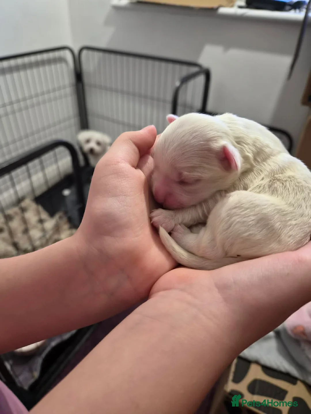 Maltese dogs for sale: Beautiful Maltese pupies - Advert 3