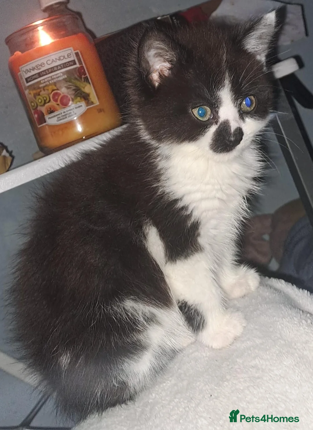 British Shorthair cats for sale: Kittens - Advert 2