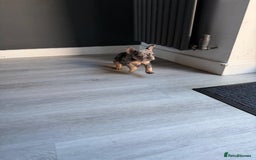French Bulldog dogs for sale: French bulldog - Image 25