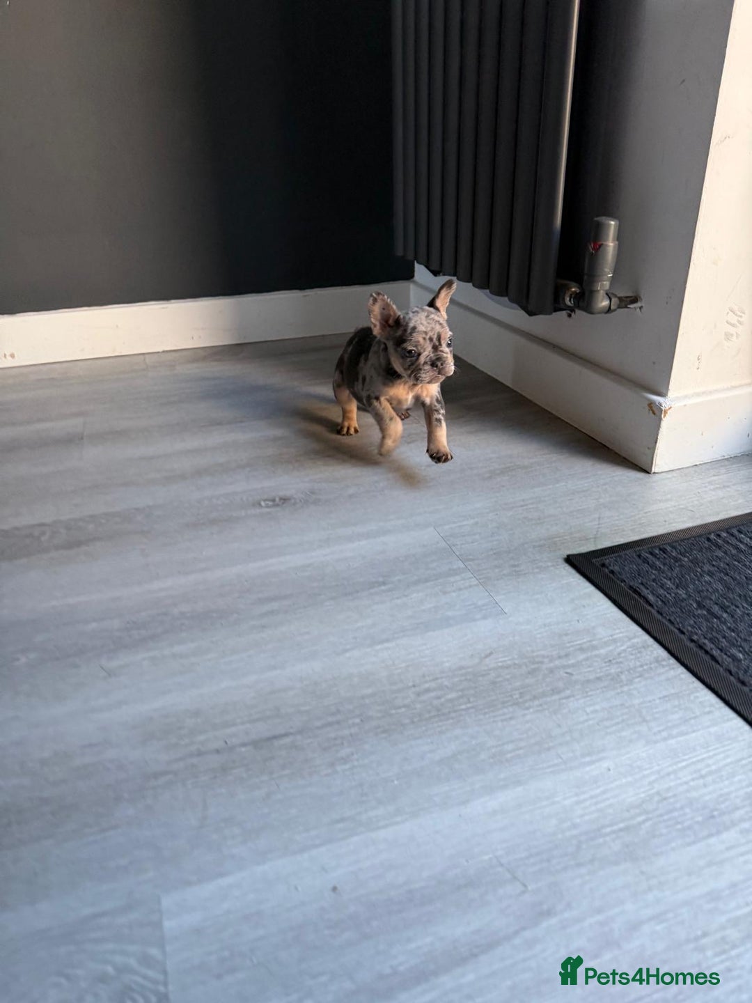 French Bulldog dogs for sale: French bulldog - Image 25