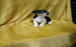 Jack Russell dogs for sale: Jack Russell puppies  - Image 3