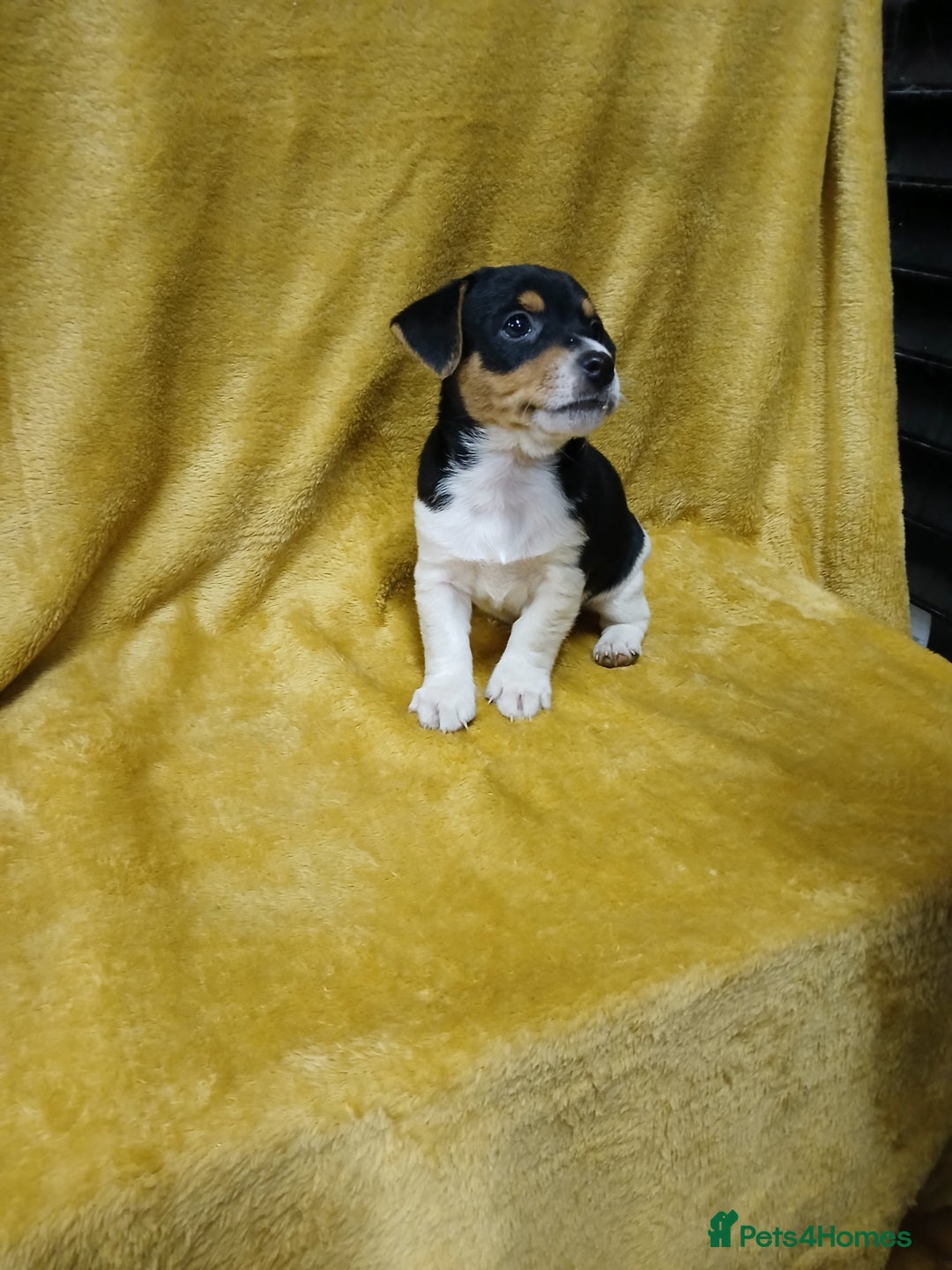 Jack Russell dogs for sale: Jack Russell puppies  - Image 3