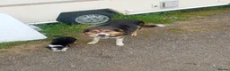 Border Collie dogs for sale: Beautiful Tri coloured collie puppies for sale - Advert 11