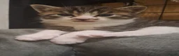 Siberian cats for sale: X4 fluffy Siberian x tabby kittens  in Romford - Advert 11