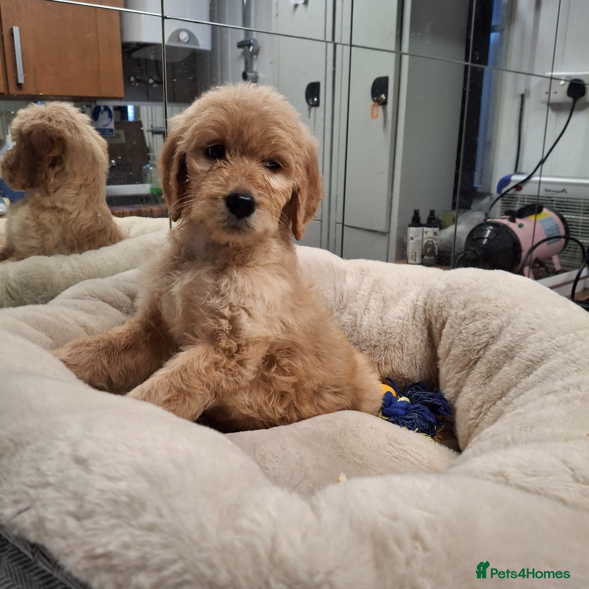 Goldendoodle dogs Goldendoodle - Advert 1