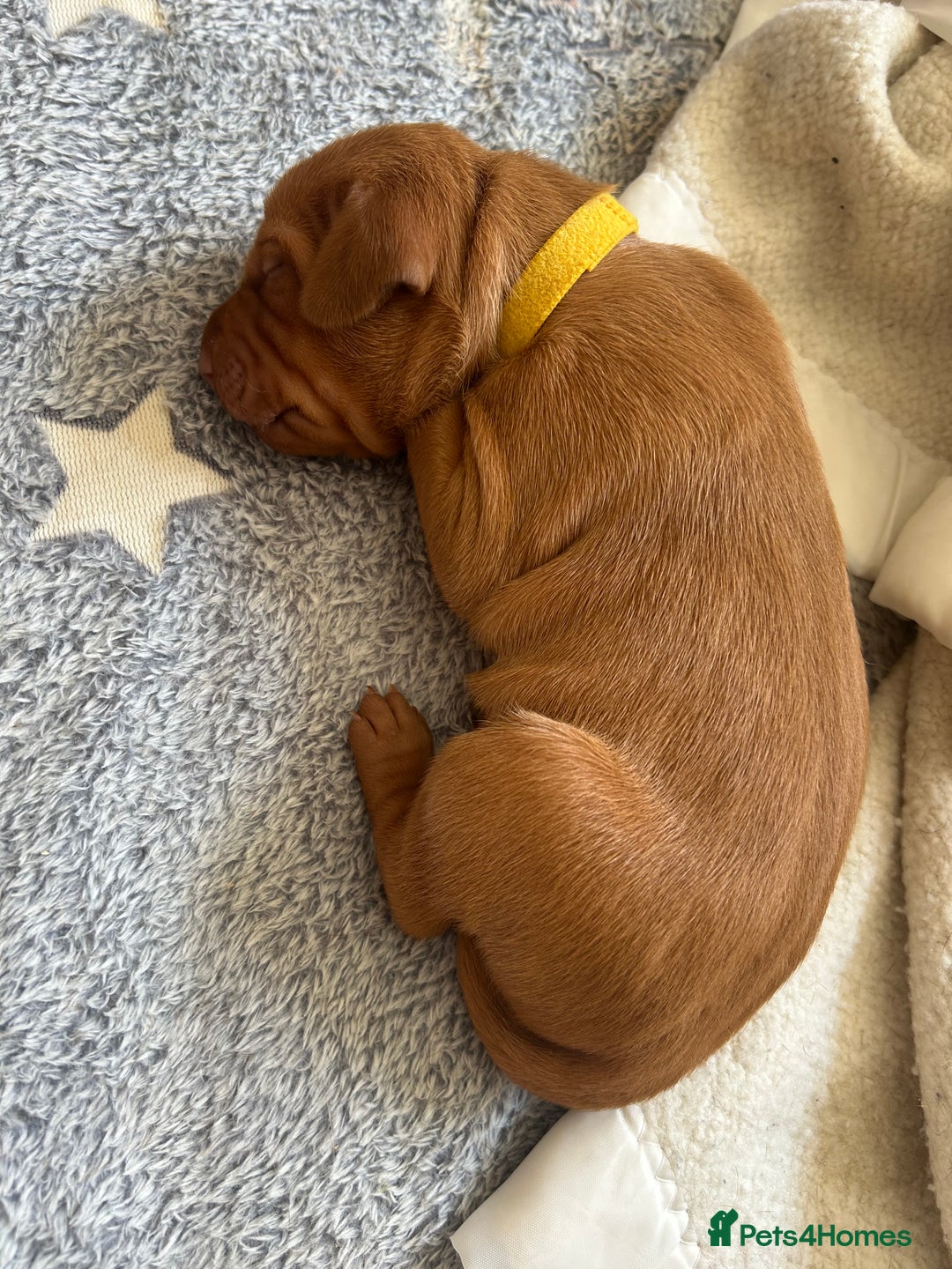 Hungarian Vizsla dogs for sale: KC registered Hungarian Vizsla puppies for end Aug - Image 10