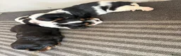 Cavalier King Charles Spaniel dogs for sale: Full bred choc carriers CKCS puppy’s  - Advert 14