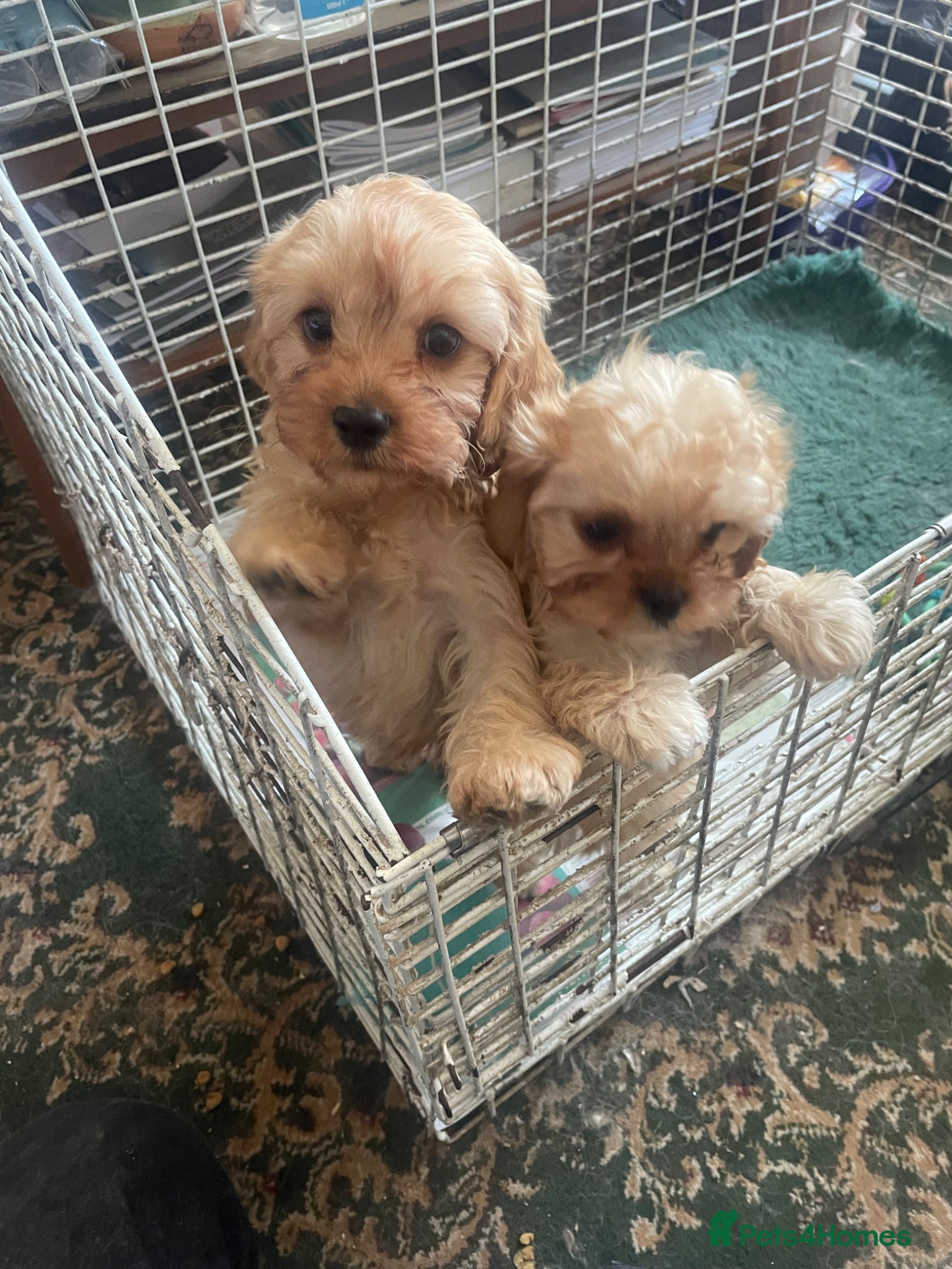 Cavapoo dogs Cavapoo puppies - Advert 9