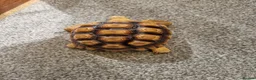 Tortoise reptiles for sale: Sulcata tortoise in Wrexham - Advert 3