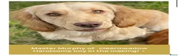 Cocker Spaniel dogs for sale: 🐾 Beautiful Cocker Spaniel Puppies 🐾 - Advert 3