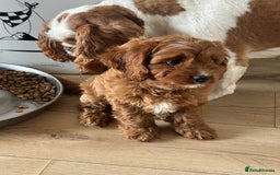Cavapoo dogs for sale: **REHOME- F1 miniature cavapoo  - Image 2
