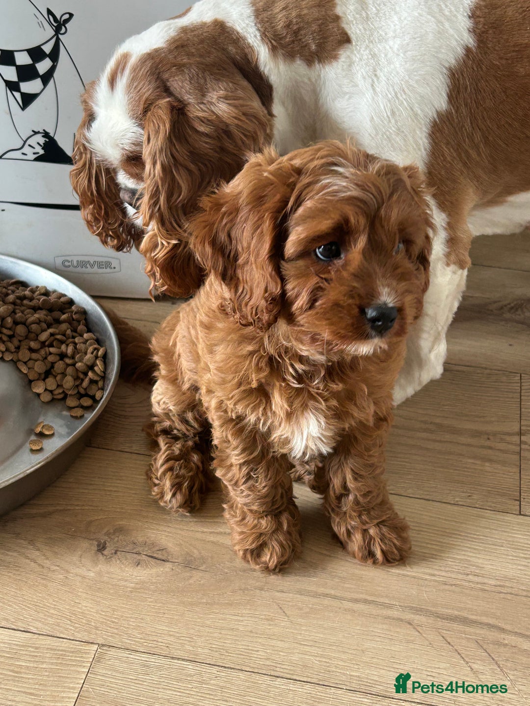Cavapoo dogs for sale: **REHOME- F1 miniature cavapoo  - Image 2