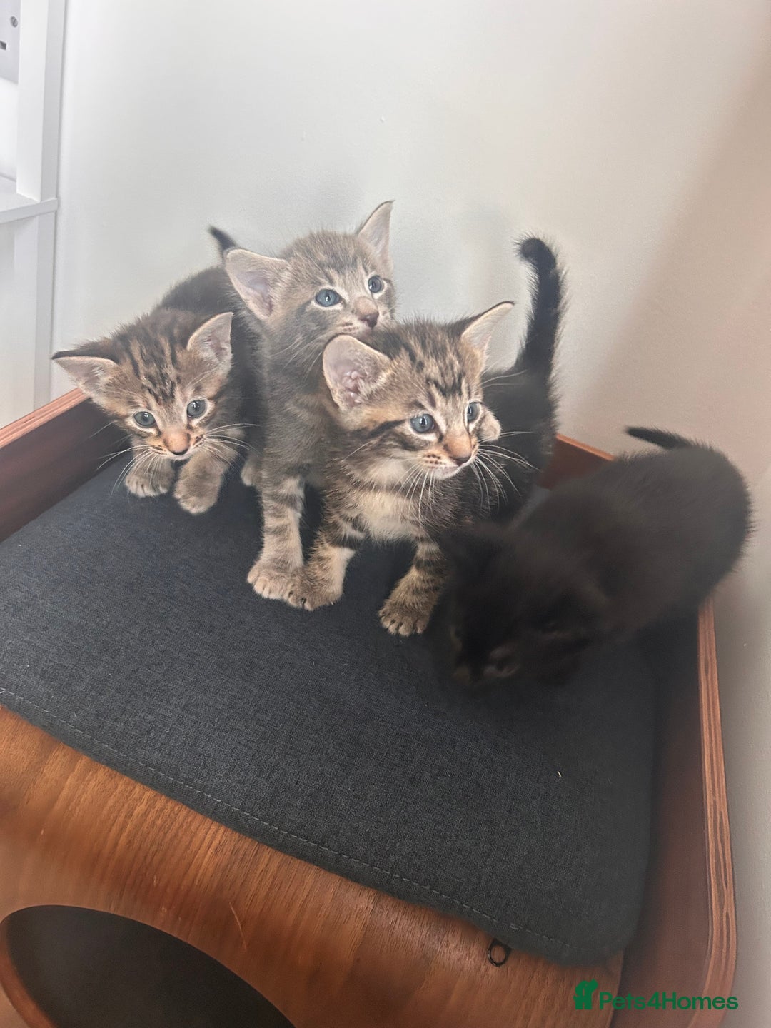 Oriental cats for sale: Oriental/ Siamese kittens  - Advert 5