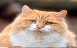 British Shorthair cats for sale: Beautiful 1/2 British Shorthair - Advert 3