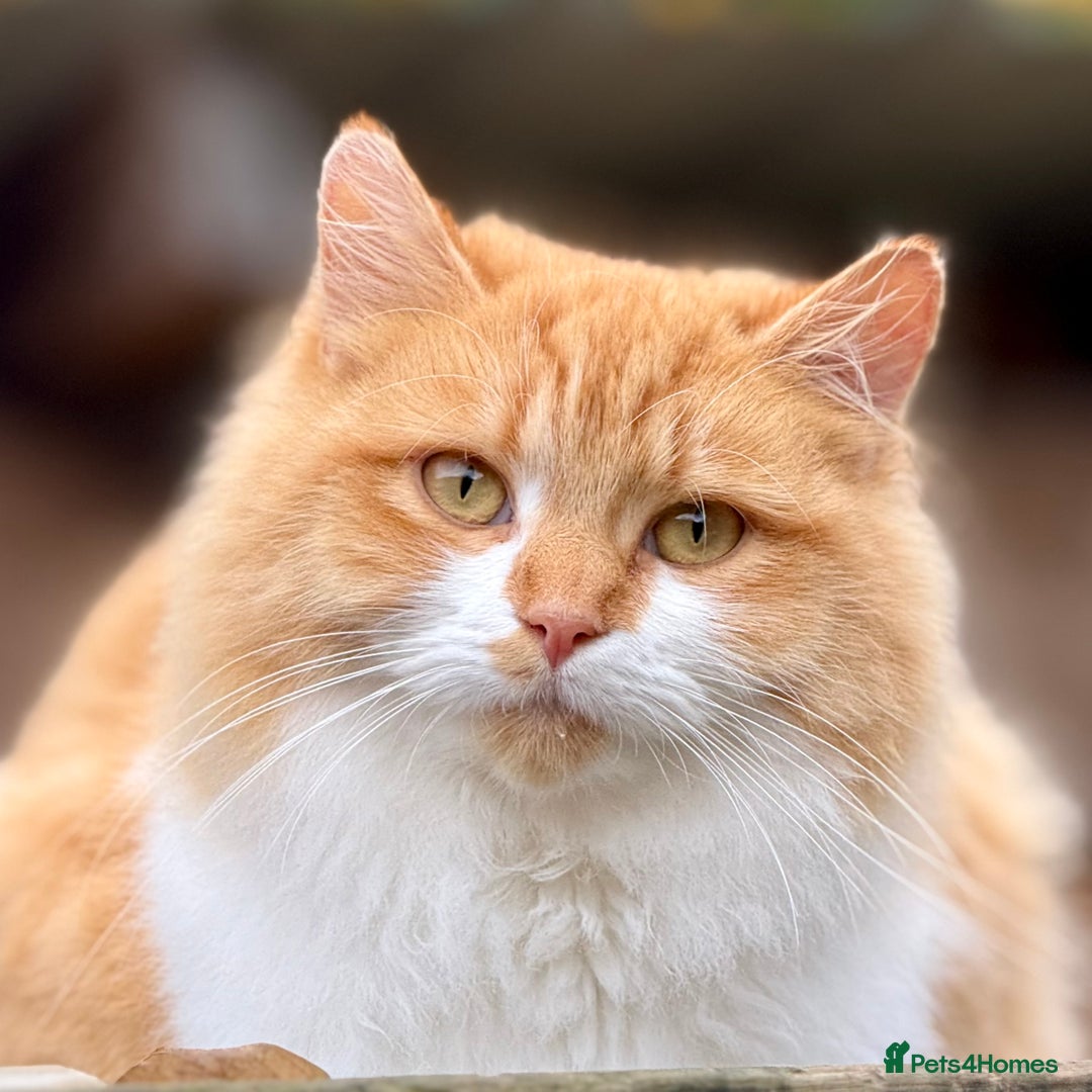 British Shorthair cats for sale: Beautiful 1/2 British Shorthair - Advert 3