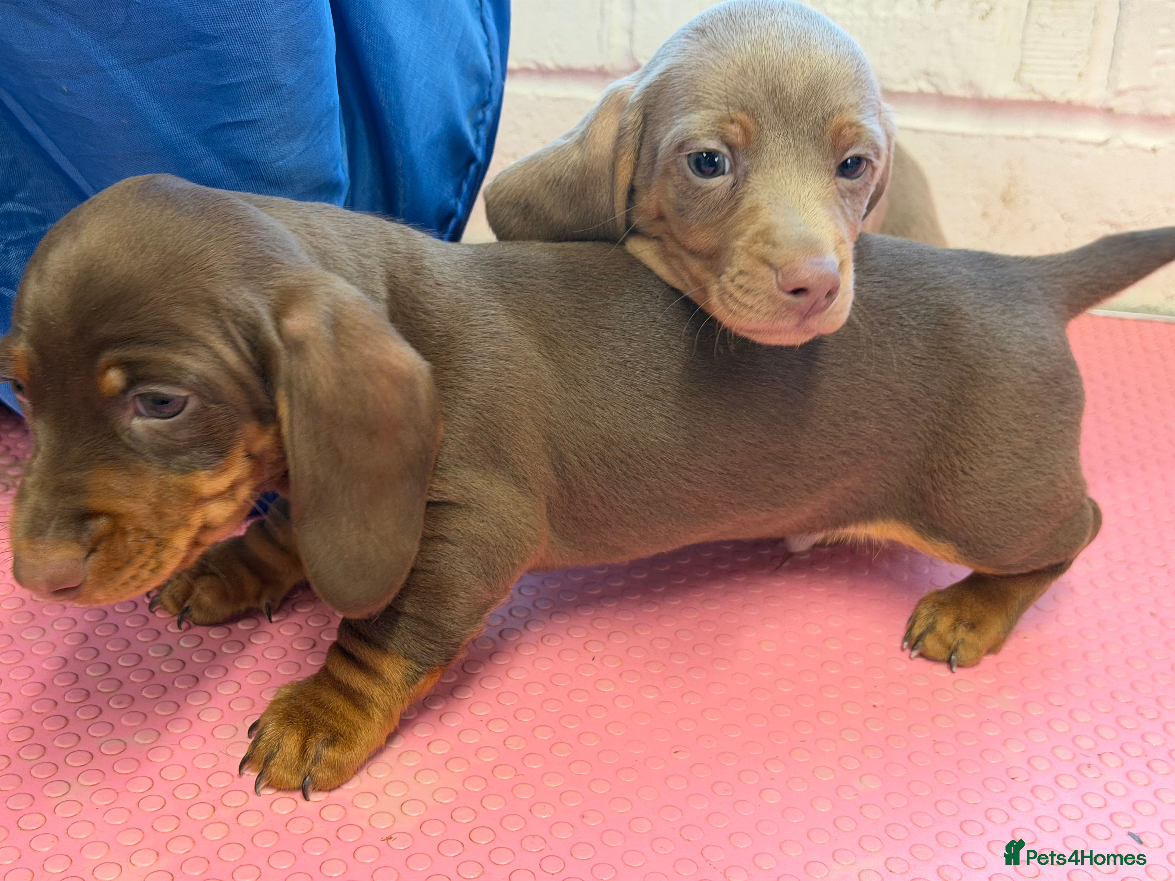 Miniature Dachshund dogs Mini dachshund 2 smooth boys available  - Advert 15