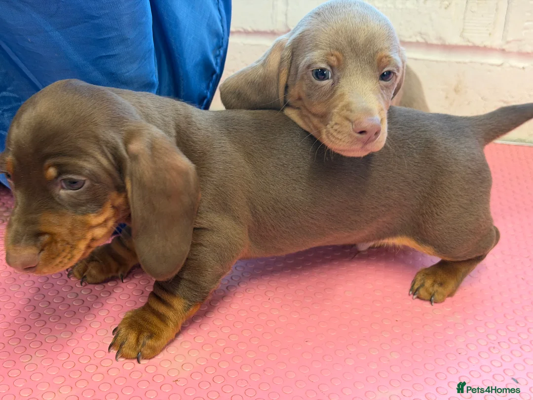 Miniature Dachshund dogs for sale: Mini dachshund 2 smooth boys available  - Advert 1