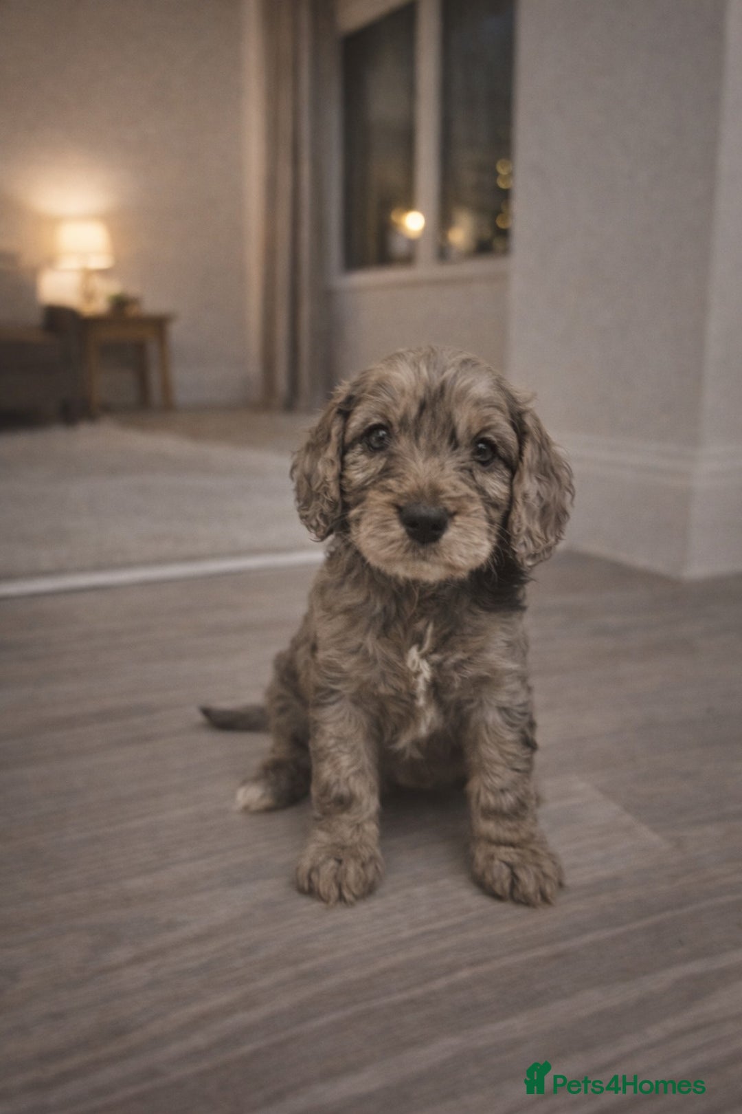 Cockapoo dogs for sale: Gorgeous F1 Cockapoo Puppies  - Advert 3