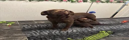 Labrador Retriever dogs for sale: Gorgeous Chunky Chocolate KC Girl - Advert 2