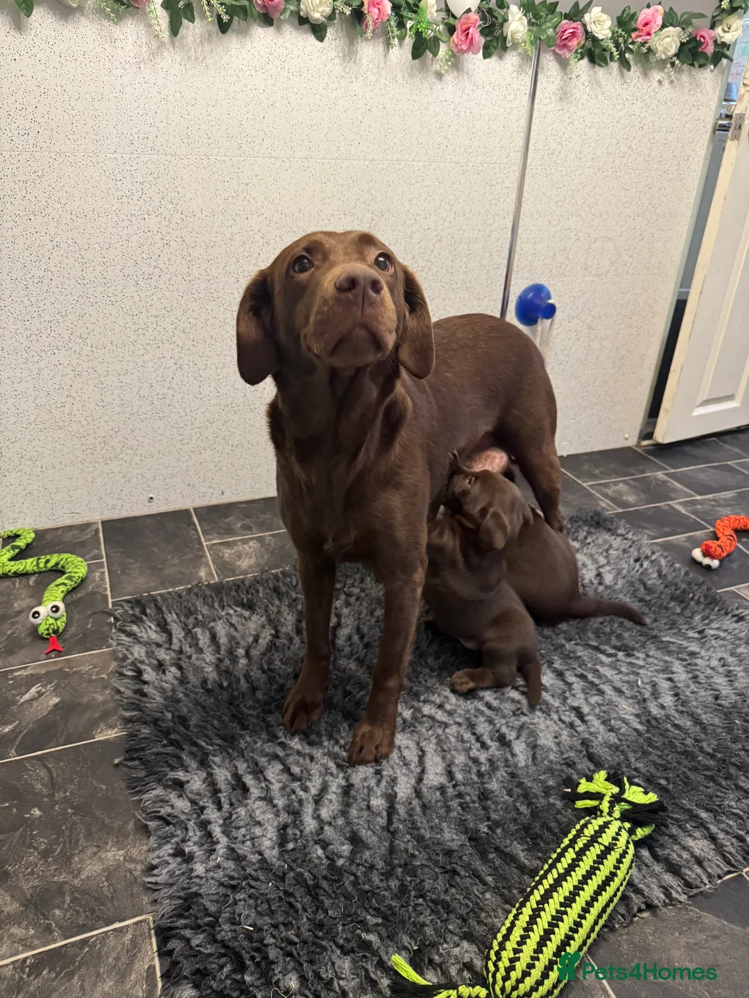 Labrador Retriever dogs for sale: Gorgeous Chunky Chocolate KC Girl - Advert 2
