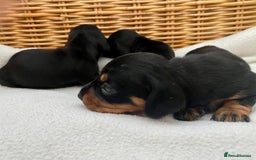 Dachshund dogs for sale: Sausage dachshund puppies  - Image 4