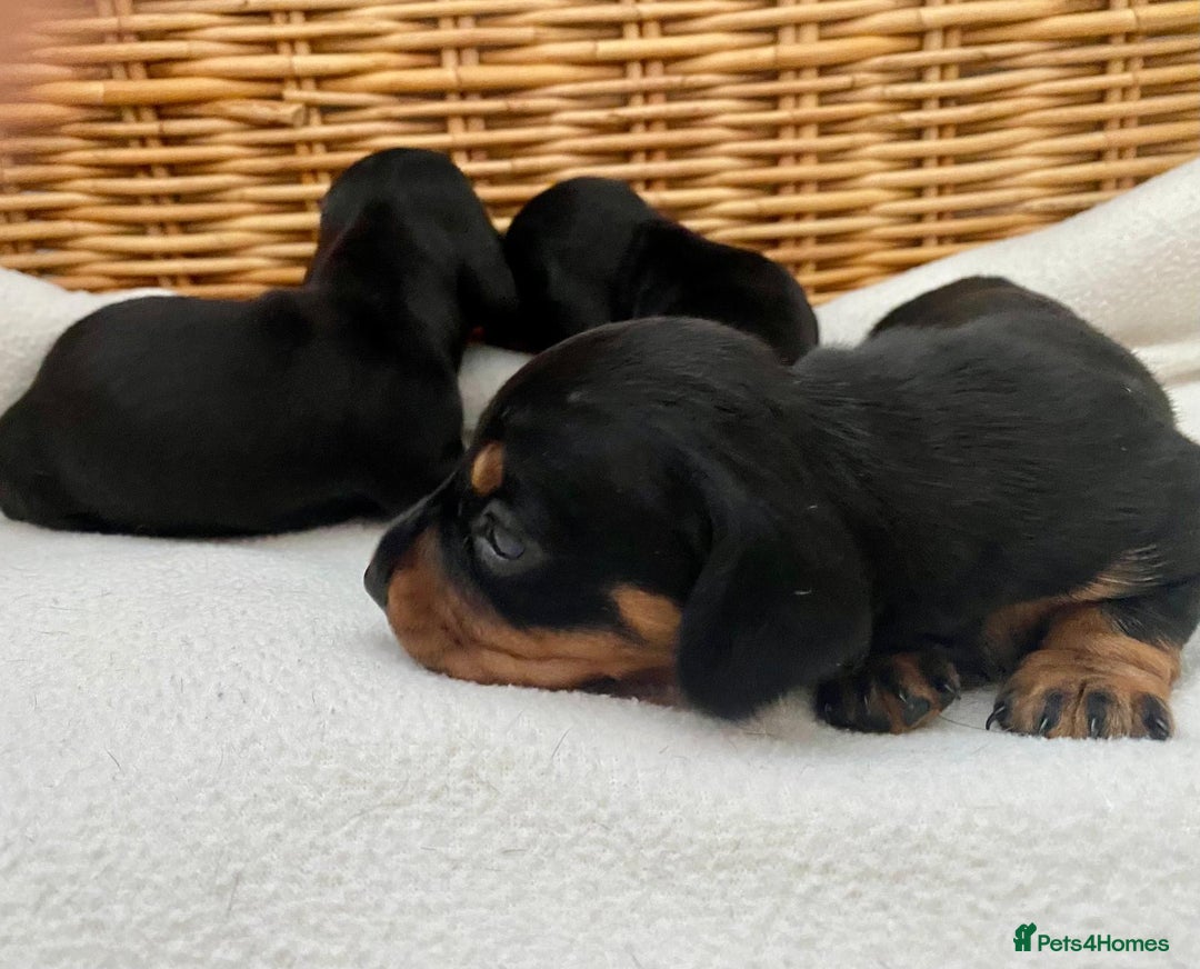 Dachshund dogs for sale: Sausage dachshund puppies  - Image 4
