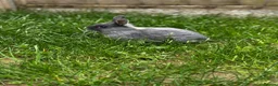 Netherland Dwarf rabbits for sale: Netherland Dwarf Male available  - Advert 3