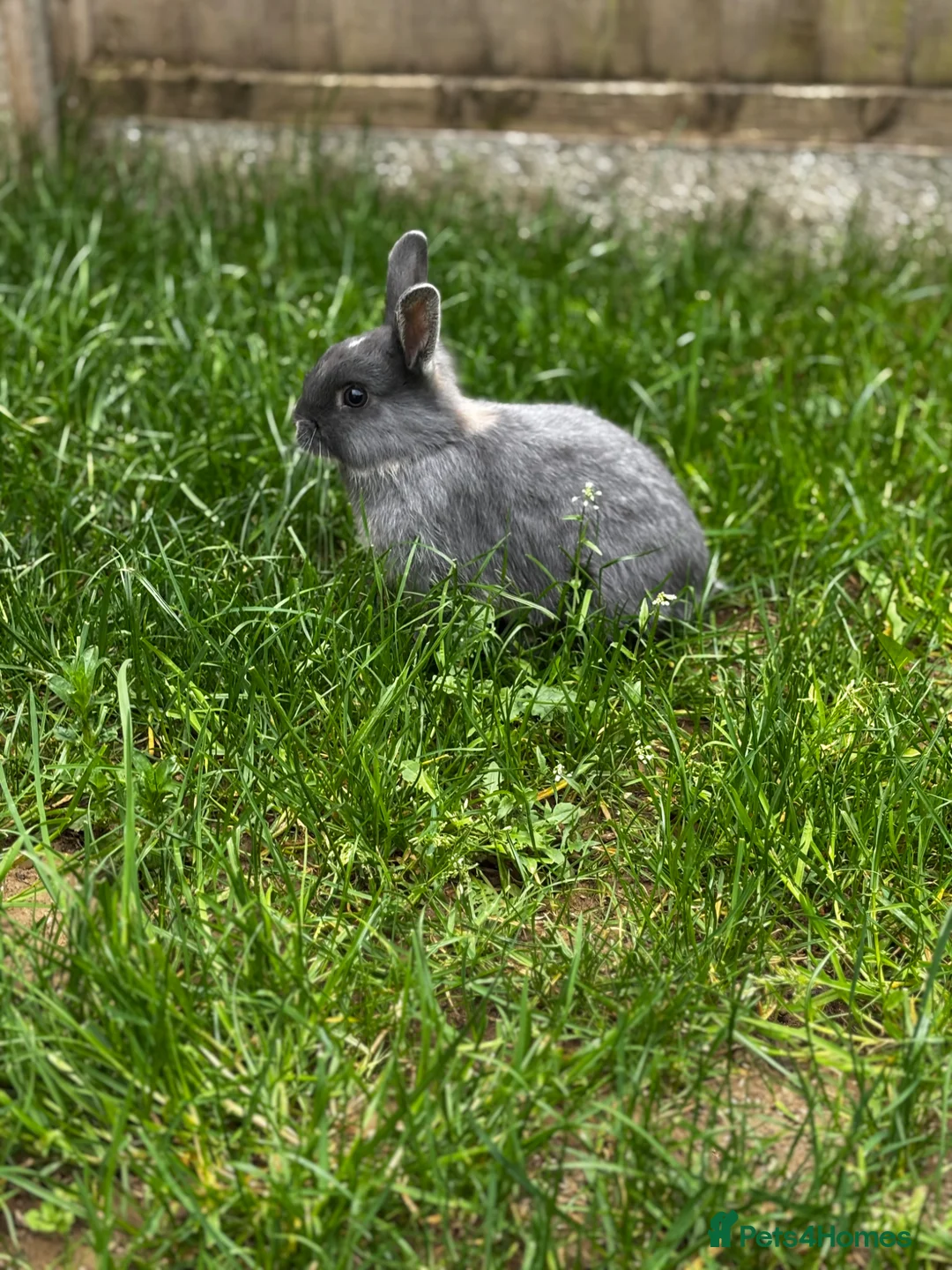 Netherland Dwarf rabbits for sale: Netherland Dwarf Male available  - Advert 3