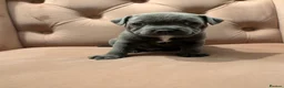 Staffordshire Bull Terrier dogs for sale: Beautiful blue Staffordshire bull terrier puppies  - Advert 12
