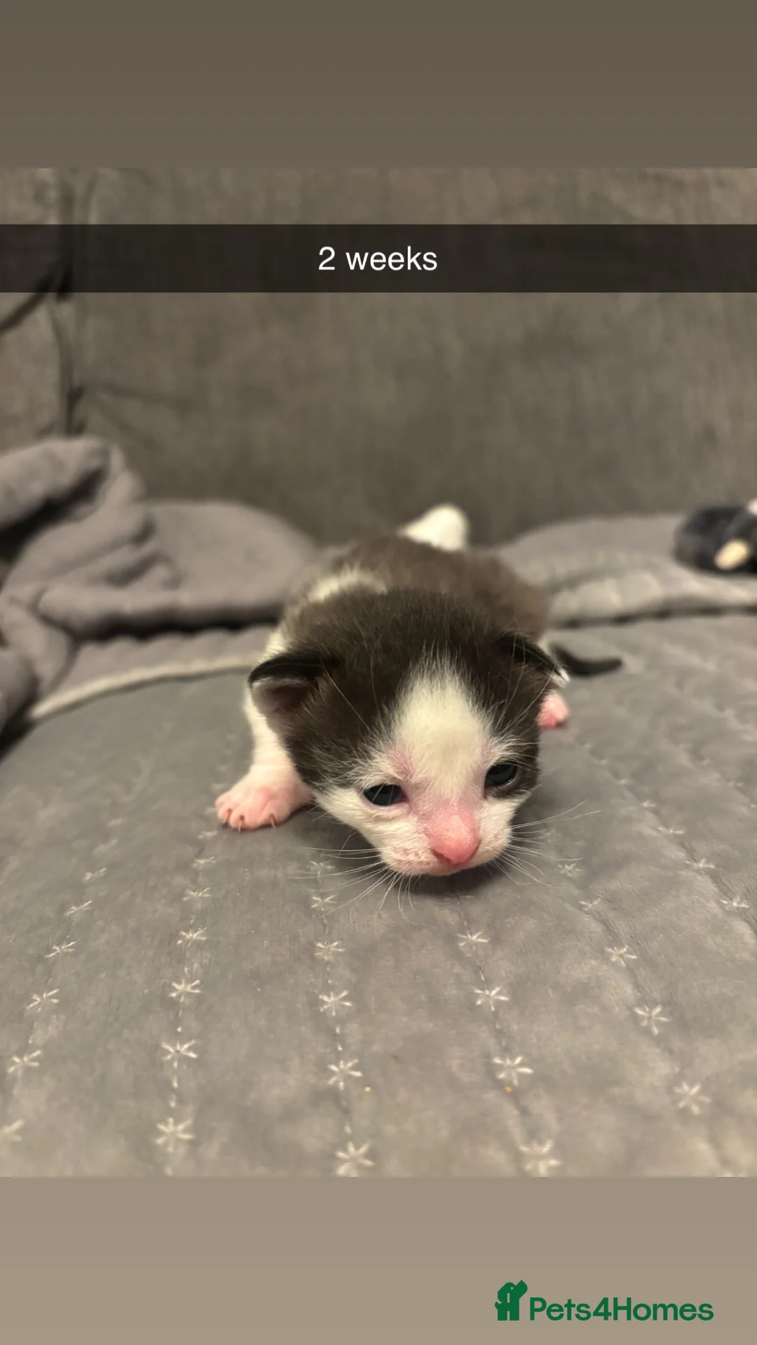 Domestic Shorthair cats for sale: 4 baby kittens  - Advert 5