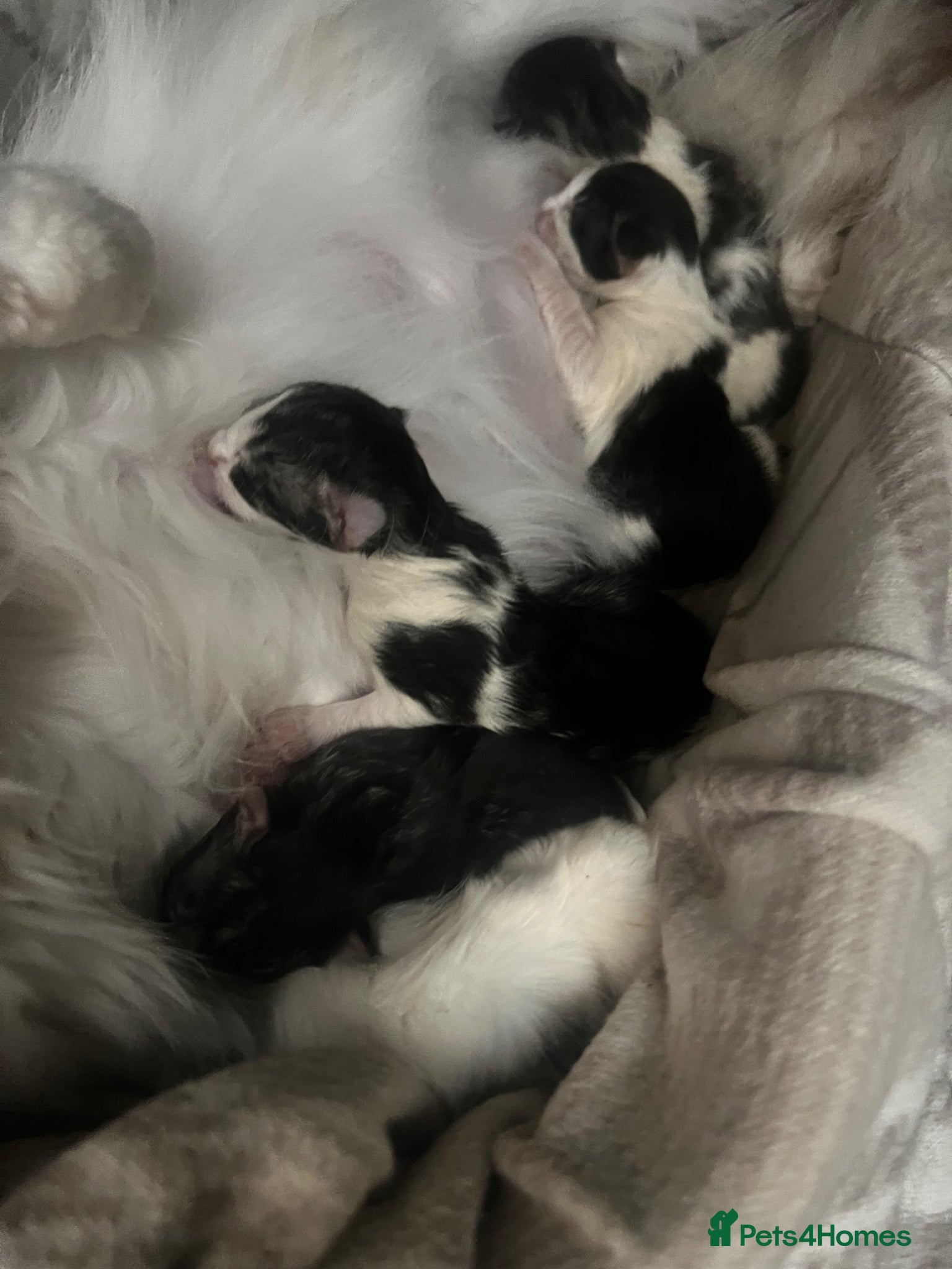 Mixed Breed cats for sale: Norwegian Forest x kittens - Advert 21
