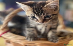 Mixed Breed cats for sale: Male mixed breed kittens - Image 7