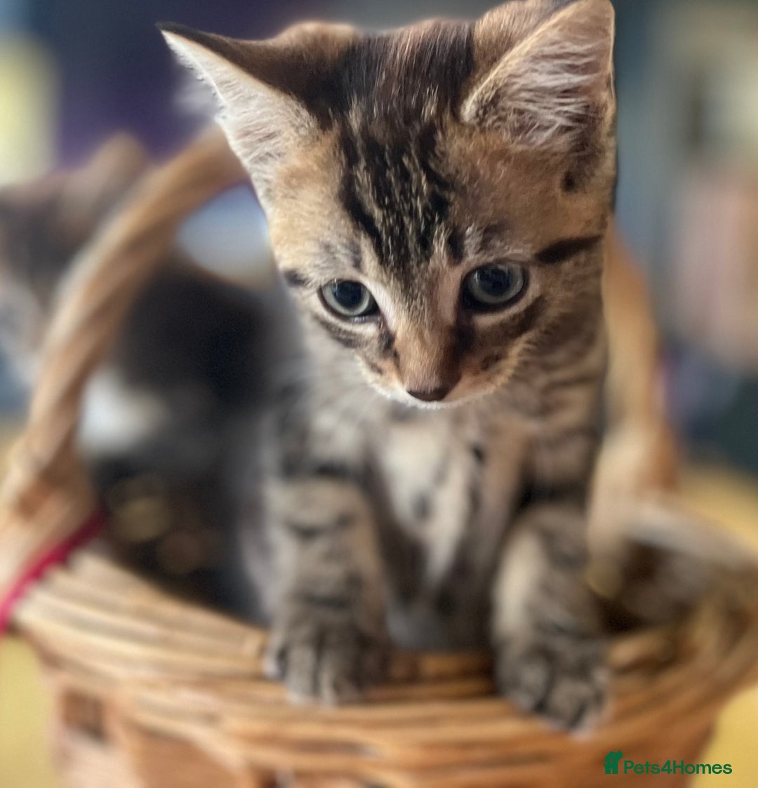 Mixed Breed cats for sale: Male mixed breed kittens - Image 7