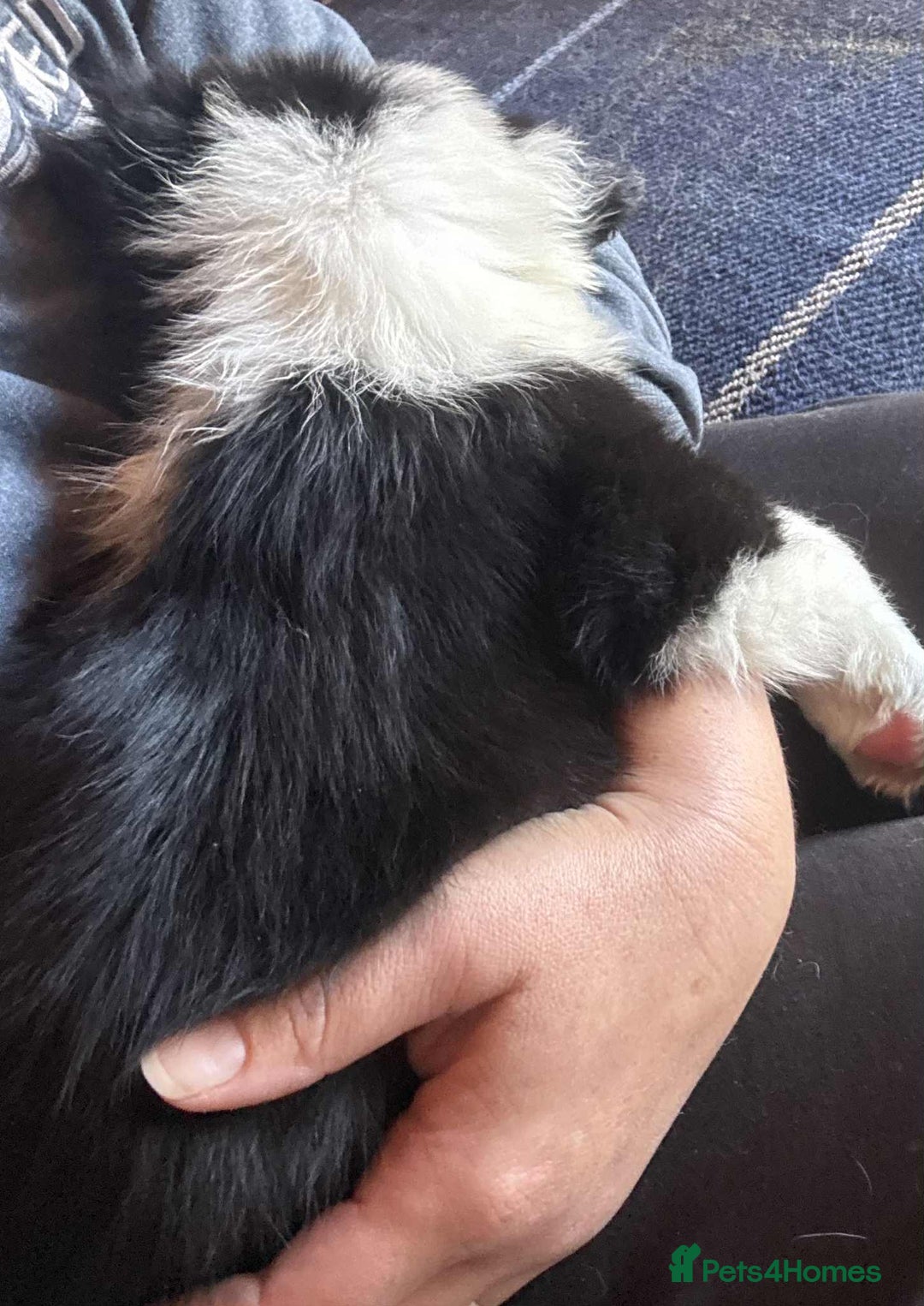 Border Collie dogs for sale: Stunning Border Collie Puppies- merle, b&w - Image 12