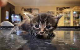 Mixed Breed cats for sale: Beautiful kittens - Image 12