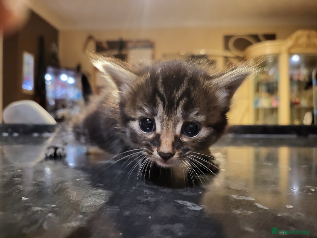 Mixed Breed cats for sale: Beautiful kittens - Image 12