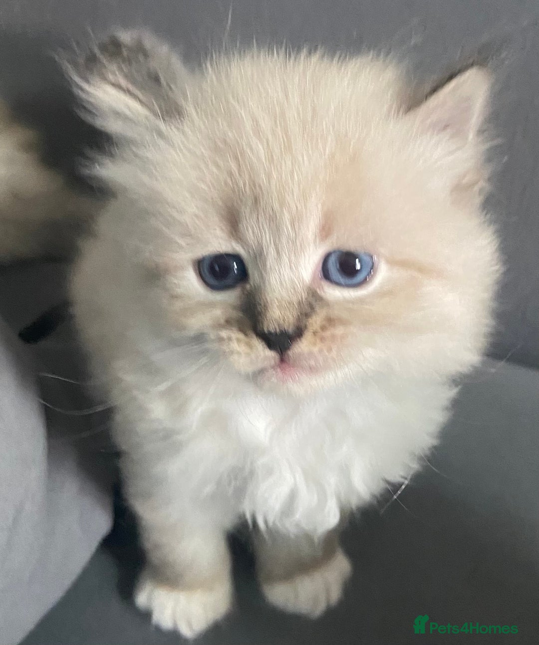Siberian cats for sale: Siberian Kittens Neva Masquerade White - Image 16