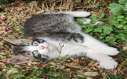 Mixed Breed cats for sale: Adventurous Kittens - Image 8