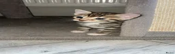 Mixed Breed cats for sale: Half bengal kittens - Advert 7