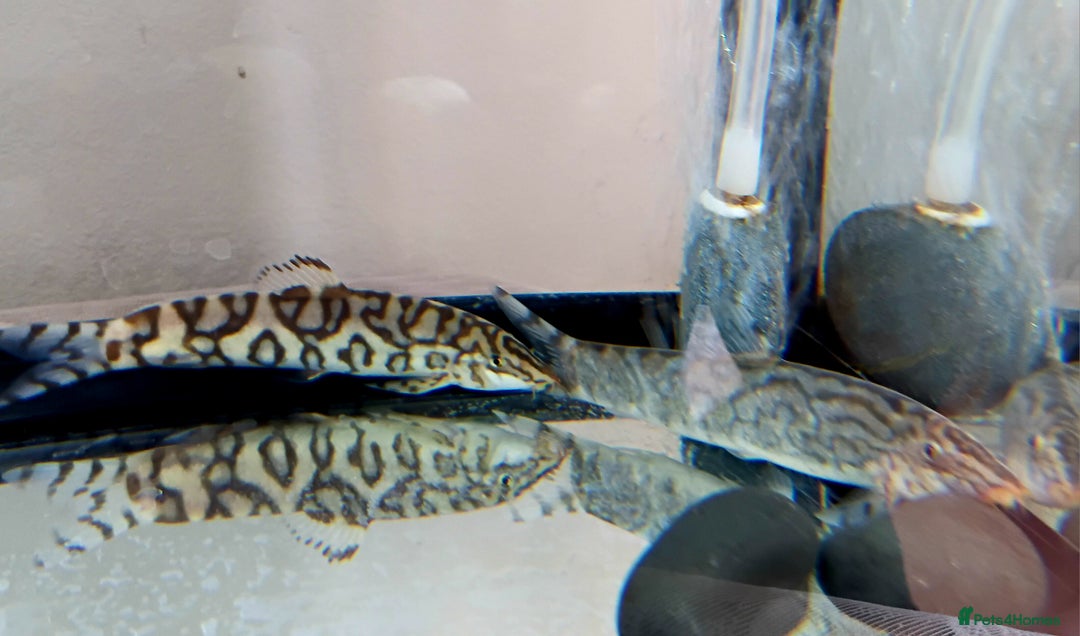 Loaches fish for sale: Yoyo loach - Image 2