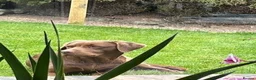 Labrador Retriever dogs for sale: Choc dual purpose Lab pups, KC Reg Health Tested  in Filey - Advert 7