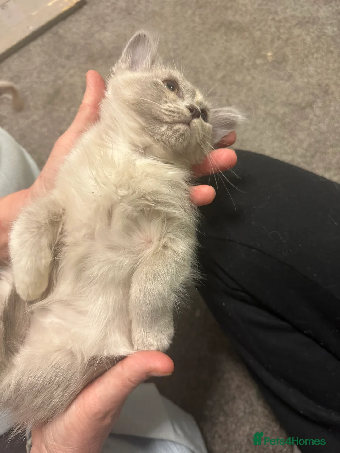 Burmilla cats for sale: GCCF Reg pedigree Asian (Burmilla)  - Advert 4