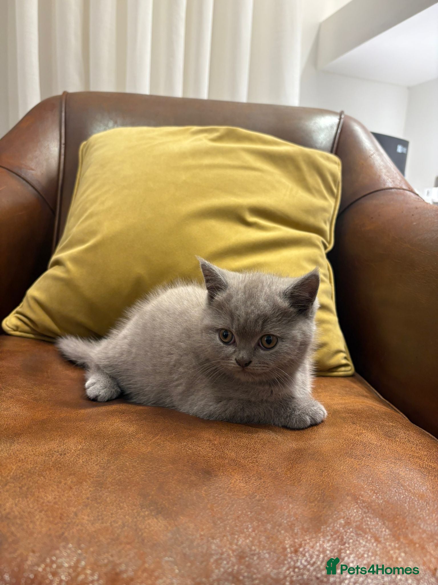 Scottish Fold cats Last Scottish fold kitten!  - Advert 6