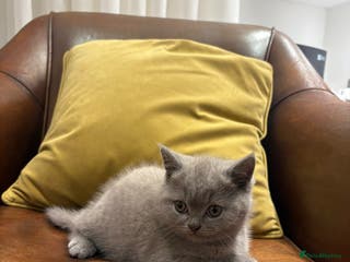 Scottish Fold cats Last Scottish fold kitten! - Advert 6