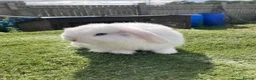 Mini Lop rabbits for sale: Mini lop - Advert 5